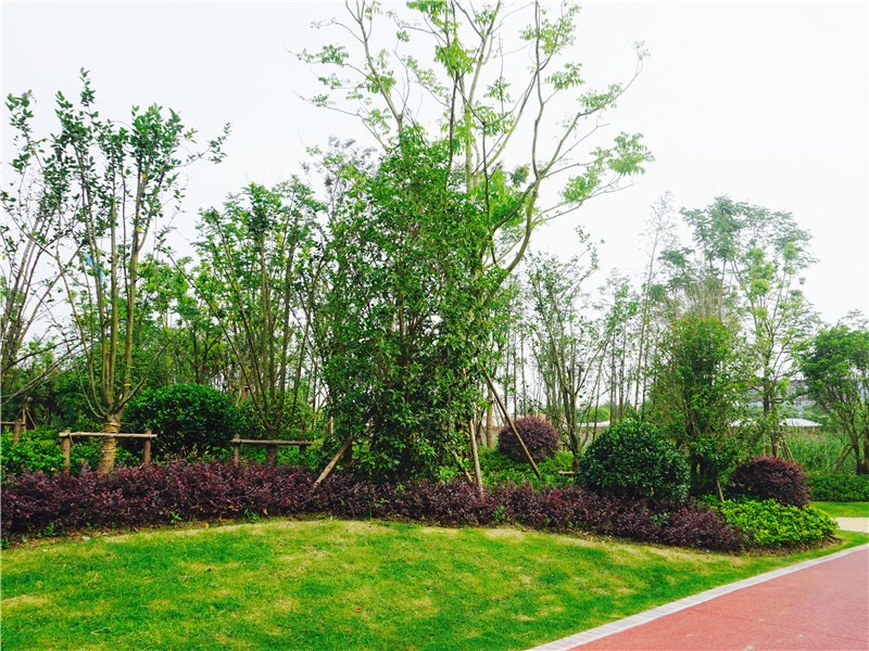 盛和九里香堤·跑盘日记