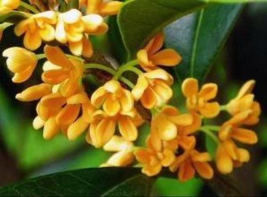 【景瑞御府】秋天有一半,是属于桂花的.