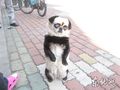 С�׹�������Ⱦ�ɡ���è��(ͼ)