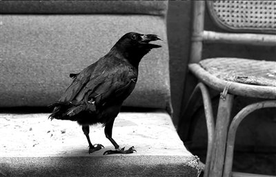 乌鸦会喊主人名字学狗叫 受邀请参演电影(图)