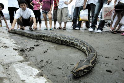 近日,有网友就发帖称,一位40多岁的妇女每周都会带自己家养的蟒蛇去