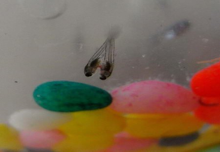 市民家中凤尾鱼产下连体小鱼(图)_社会图片