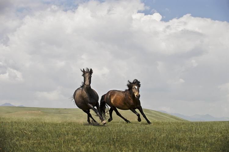 第八届金像奖创作奖艺术类作品-李刚_摄影师专