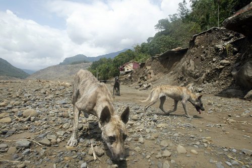 高雄398人惨遭泥石流活埋 8座堰塞湖溃堤(图)