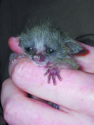 丛林婴猴幼崽.+白鼬幼崽