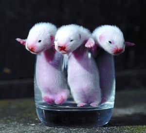 另类小动物_滚动新闻