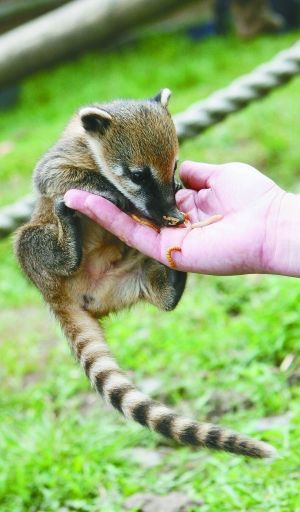 另类小动物_滚动新闻