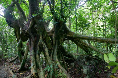 保亭:旅游开发与雨林生态环境保护并行_海南