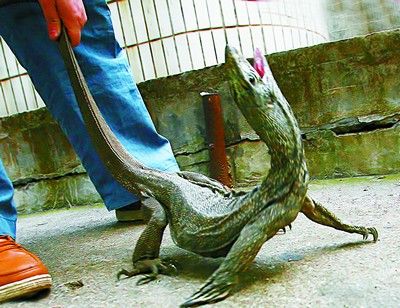 图文:长沙市民捕获巨型蜥蜴