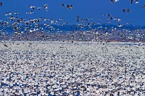 北美百万雪雁集体迁徙 铺天盖地场面壮观(图)_