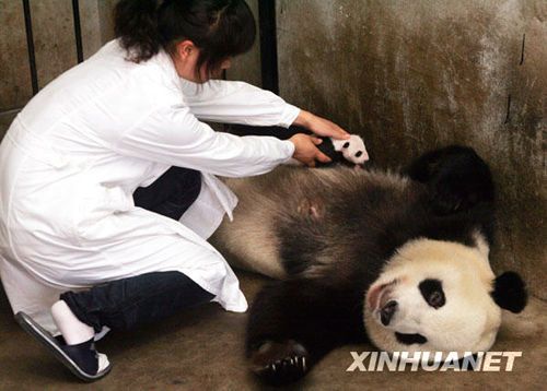 组图:陕西龙凤胎熊猫宝宝满月_社会图片
