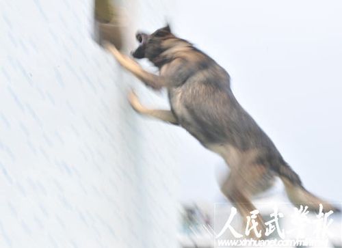 揭秘中国警犬国家队:三位元帅拍手叫好(组图)_