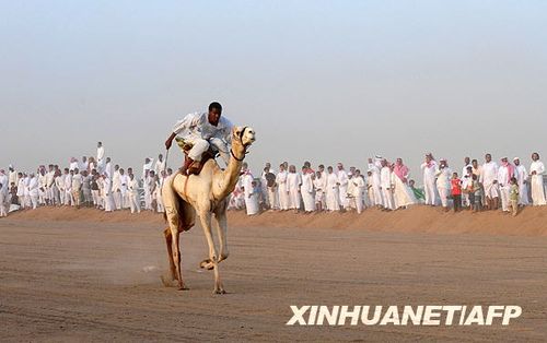 9月25日,在沙特阿拉伯东部的哈利斯,一名选手骑着骆驼赛跑.