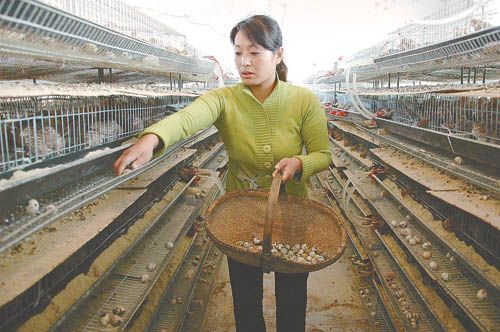 带<em>留守妇女</em>养鹌鹑_滚动新闻_新闻_腾讯网