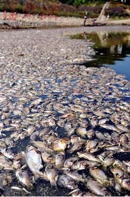 福建一水库水位下降致数十万条鱼缺氧死亡_各