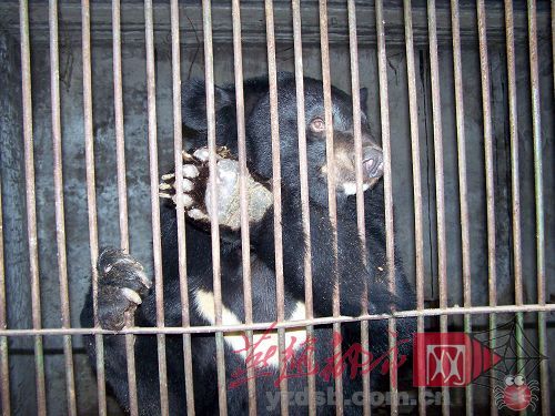 河北衡水中华公园黑熊吃掉9岁男童右手(图) - 时间沙漏 - Wind-drift 河北衡水中华公园黑熊吃掉9岁男童右手(图) - 时间沙漏 - Wind-drift