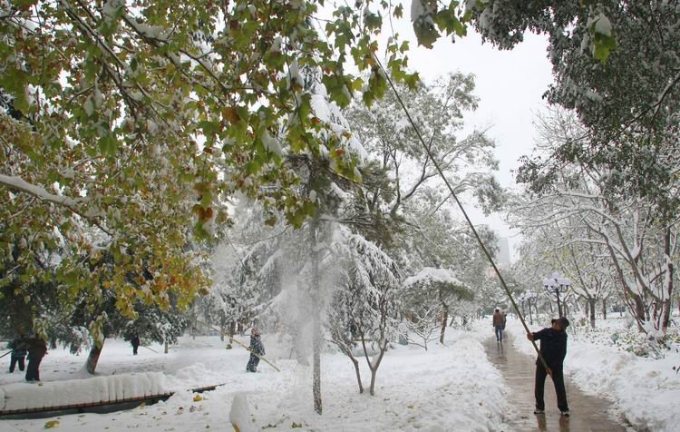 长安公园的工作人员正在用杆子敲打树上的积雪，韦佳摄