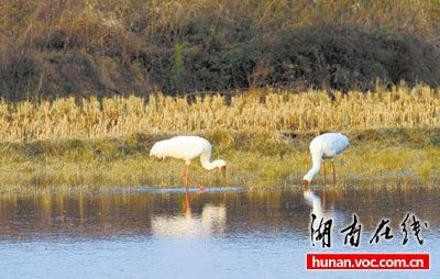 两只白鹤现身湖南望城湿地越冬 实属罕见(图)