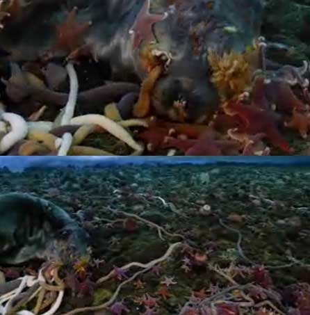 英摄影队南极冰层下拍到3米长巨虫抢食死海豹_奇趣动物_新闻_腾讯网