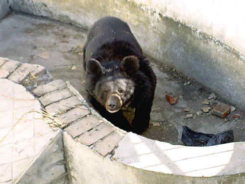 动物园黑熊疑因饥饿咬死饲养员(图)_图片站