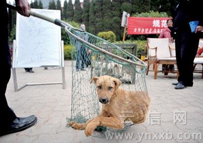 昆明留检所内流浪狗因饥饿互相残杀啃食(图)
