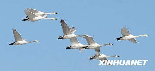 青海湖:雪域冬日“天鹅湖”