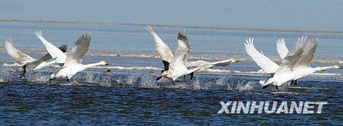 青海湖:雪域冬日“天鹅湖”
