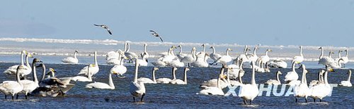 青海湖:雪域冬日“天鹅湖”