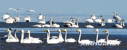 青海湖:雪域冬日“天鹅湖”