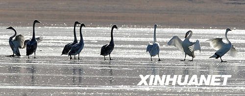青海湖:雪域冬日“天鹅湖”