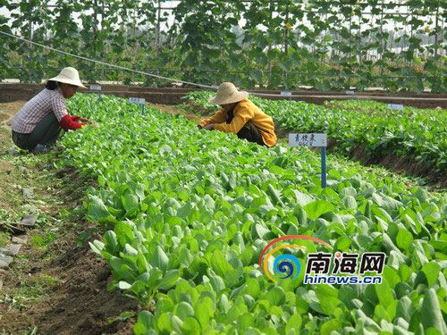 “冬交会”采风团新兴农业基地探营（组图）