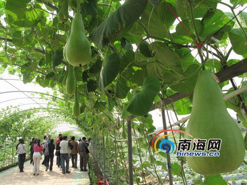 “冬交会”采风团新兴农业基地探营（组图）