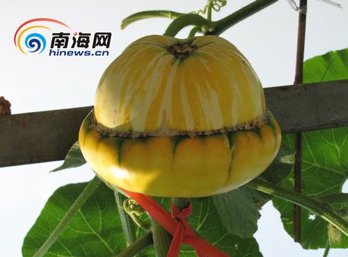 “冬交会”采风团新兴农业基地探营（组图）