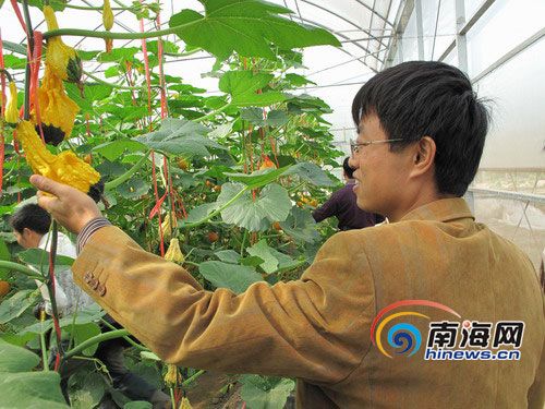 “冬交会”采风团新兴农业基地探营（组图）