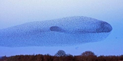 摄影家拍下十万只鸟大迁徙:队形似巨鲸(图)_国