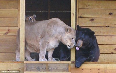 美动物园狮子、老虎、熊竟成铁杆兄弟