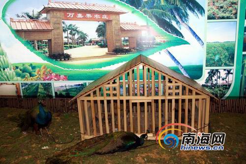 闲农业展馆首次亮相冬交会夺人眼球（组图）