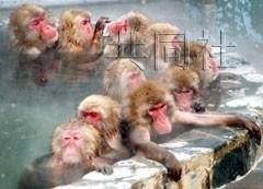 日本北海道猴子泡温泉 舒服至极昏昏欲睡(图)