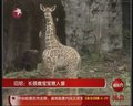 视频：印尼可爱长颈鹿宝宝惹人疼爱