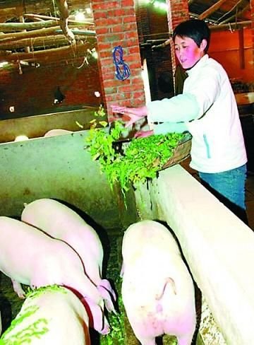 讨薪农妇杀猪灌香肠请温家宝吃放心肉(组图)