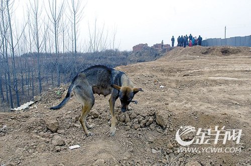 探访曹操墓发现地西高穴村(组图)