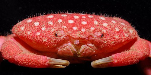 组图：海洋专家发现状似草莓螃蟹新物种