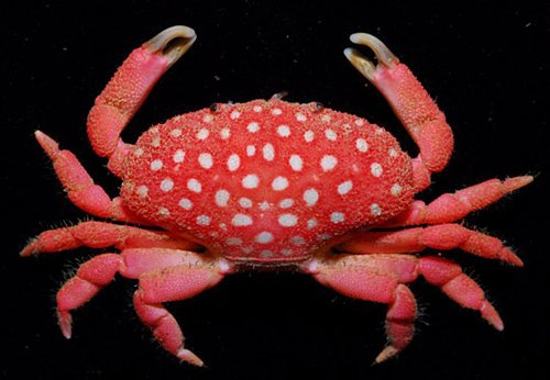 组图：海洋专家发现状似草莓螃蟹新物种