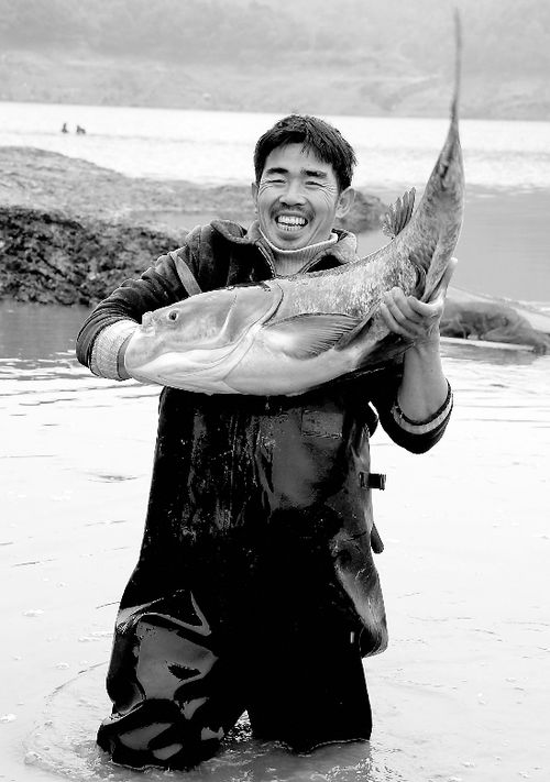 喜悦有机鱼收获了