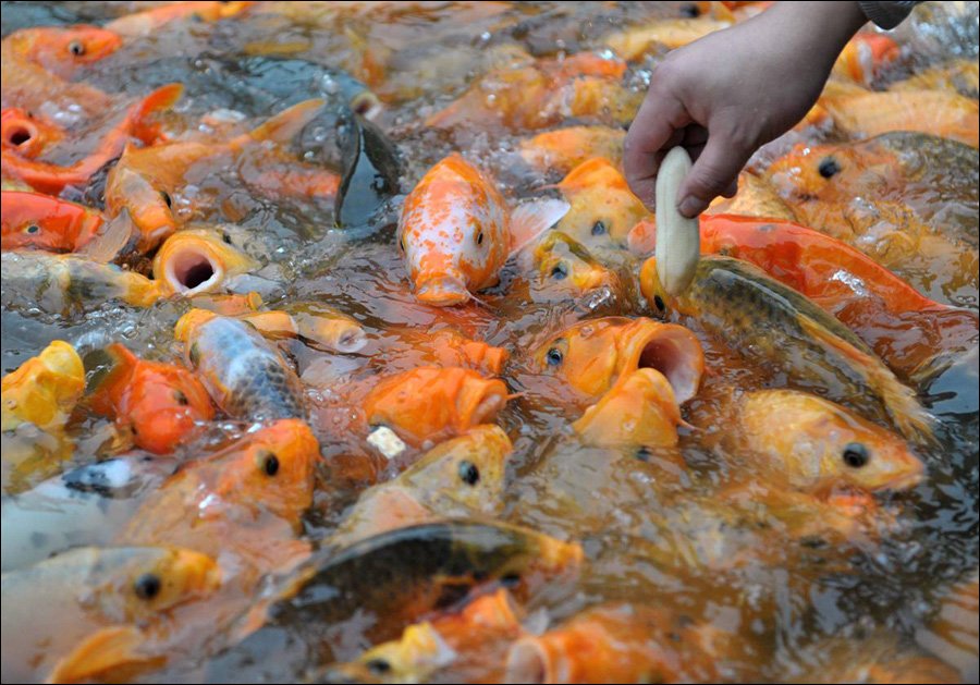 争夺香蕉：中国广西南宁动物园中，一群鲤鱼正在争着吃香蕉。