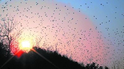 岳麓山顶倦鸟归巢_新闻_腾讯网