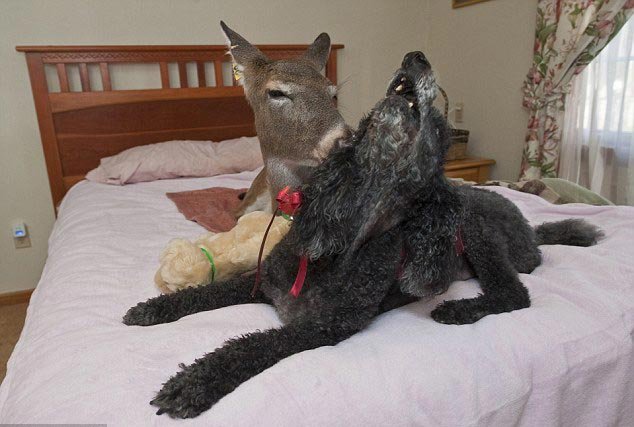宠物鹿戴莉{zh0}的朋友是宠物狗雷蒂(Lady),这张图片展示的就是戴莉和雷蒂一起嬉戏.