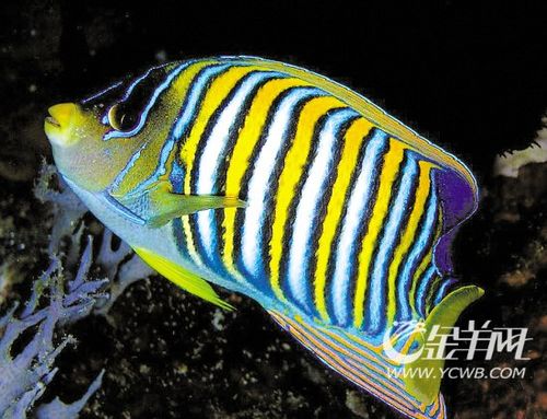 仙风道骨神仙鱼_新闻_腾讯网