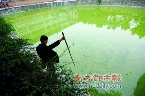 昨日,广州市白云区太和镇谢家庄,市民用竹竿试探溺死女童的池塘的深度图片