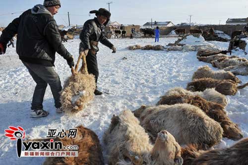 直击新疆十万牲畜大转移:49只羊被冻死(图)
